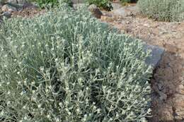 Image of lavender cotton