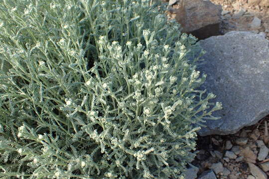 Image of lavender cotton