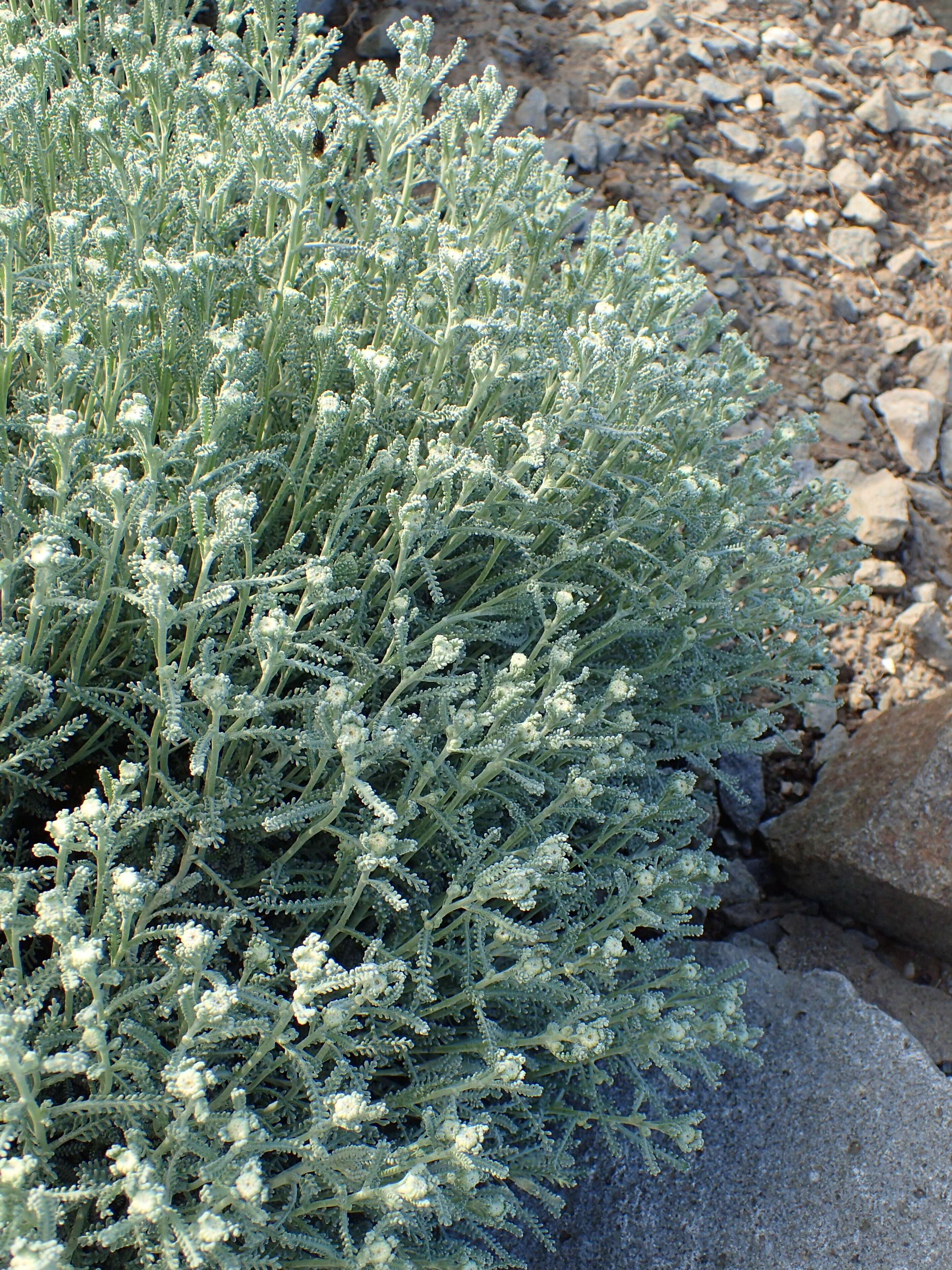 Image of lavender cotton