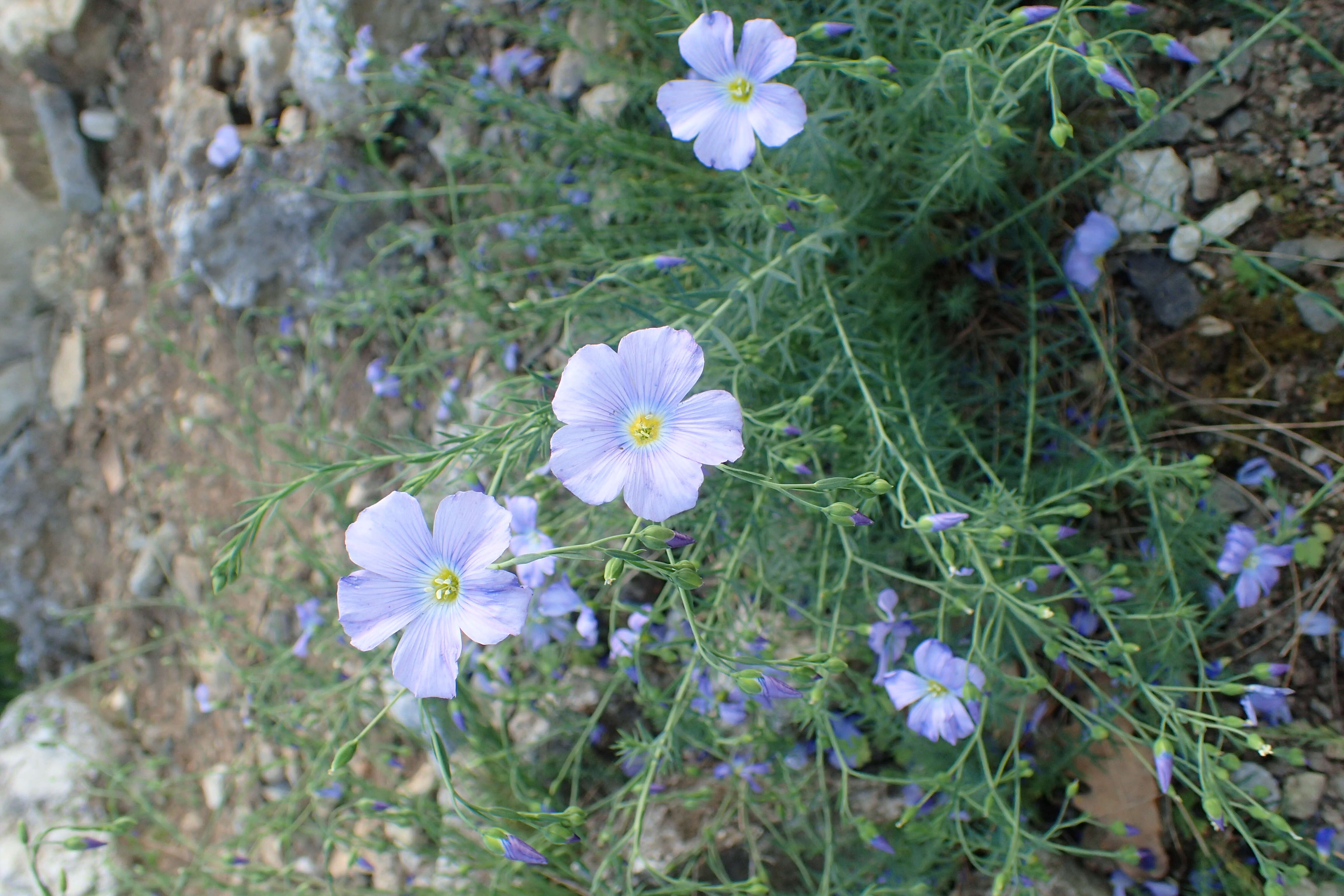 Imagem de Linum alpinum Jacq.