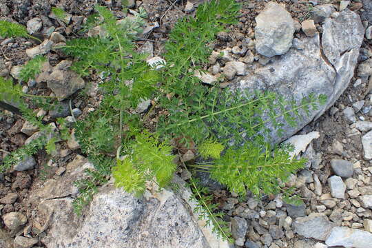 Слика од Achillea erba-rotta All.