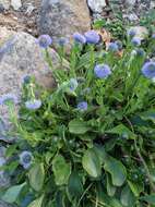 Image of Globularia bisnagarica L.