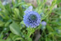 Image of Globularia bisnagarica L.