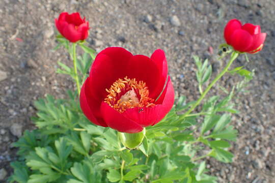 Image of Paeonia peregrina Miller