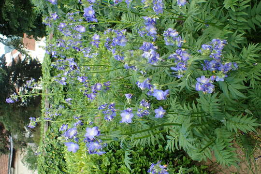 Image de Polémoine bleue