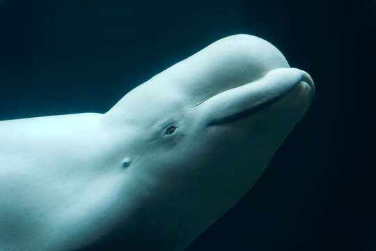 Image of white whales