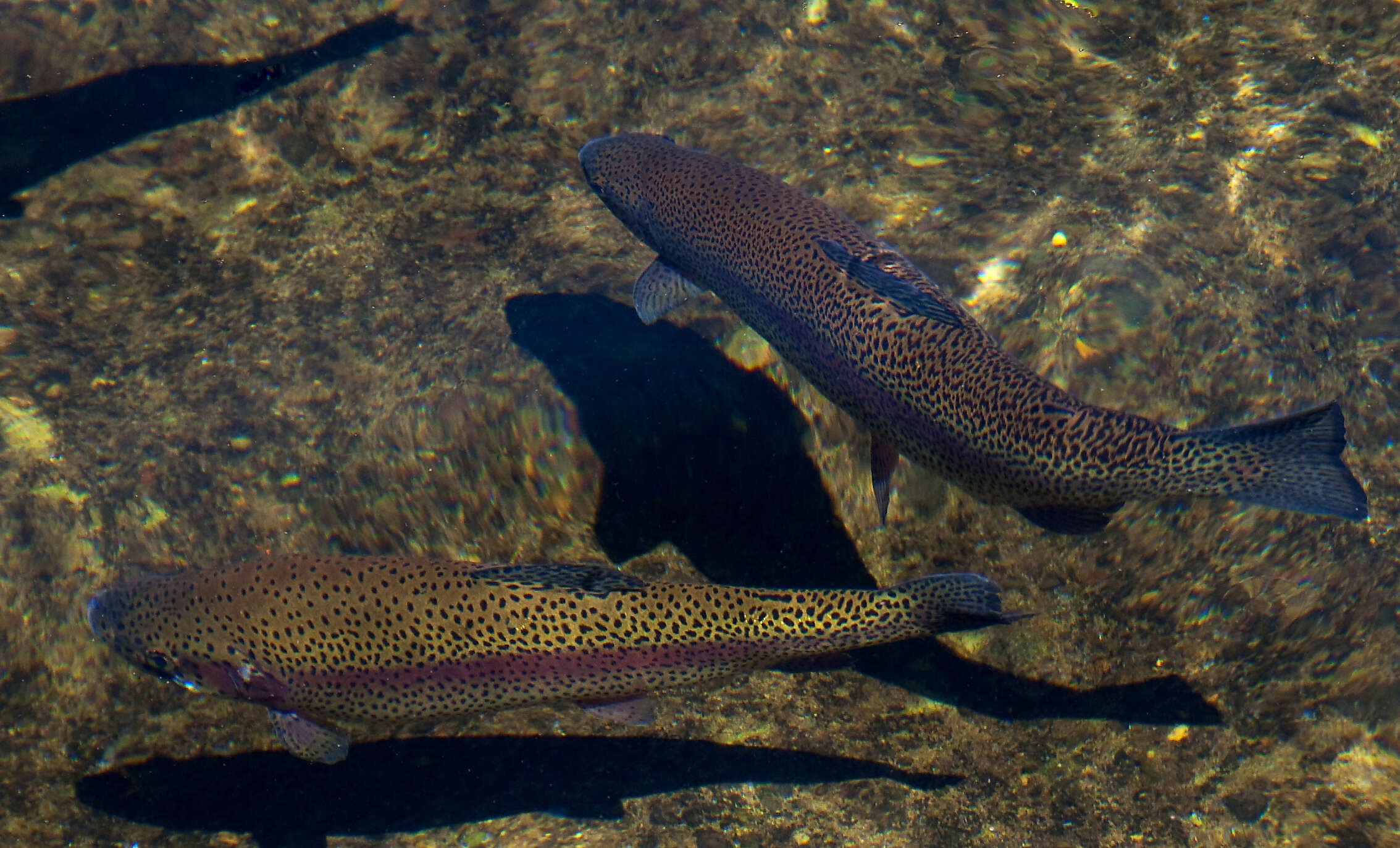 Image of Rainbow Trout