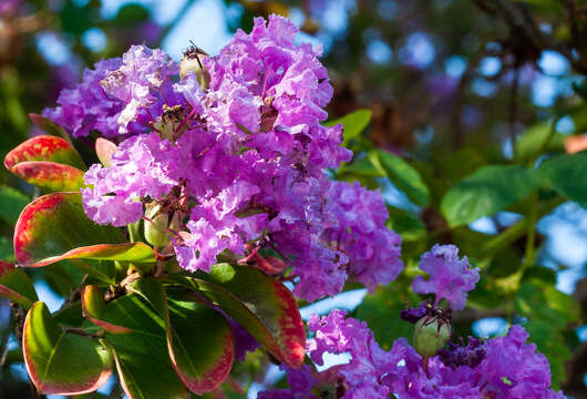 Image of lagerstroemia