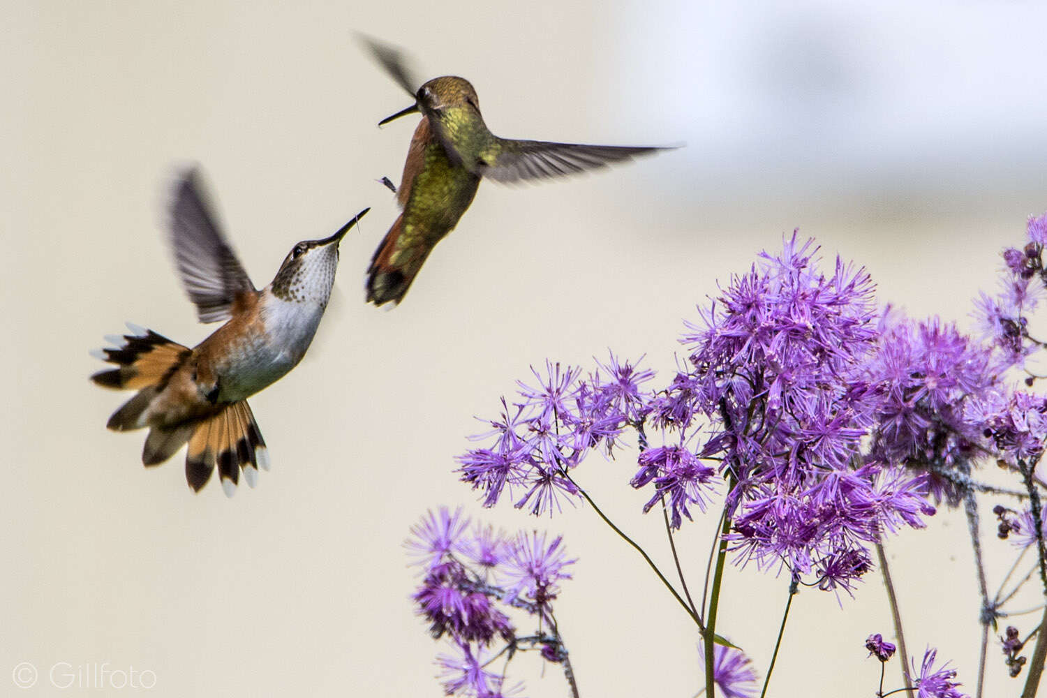 Image de Colibri roux