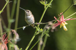 Image de Colibri roux