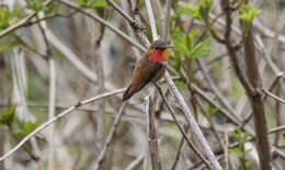 Image de Colibri roux