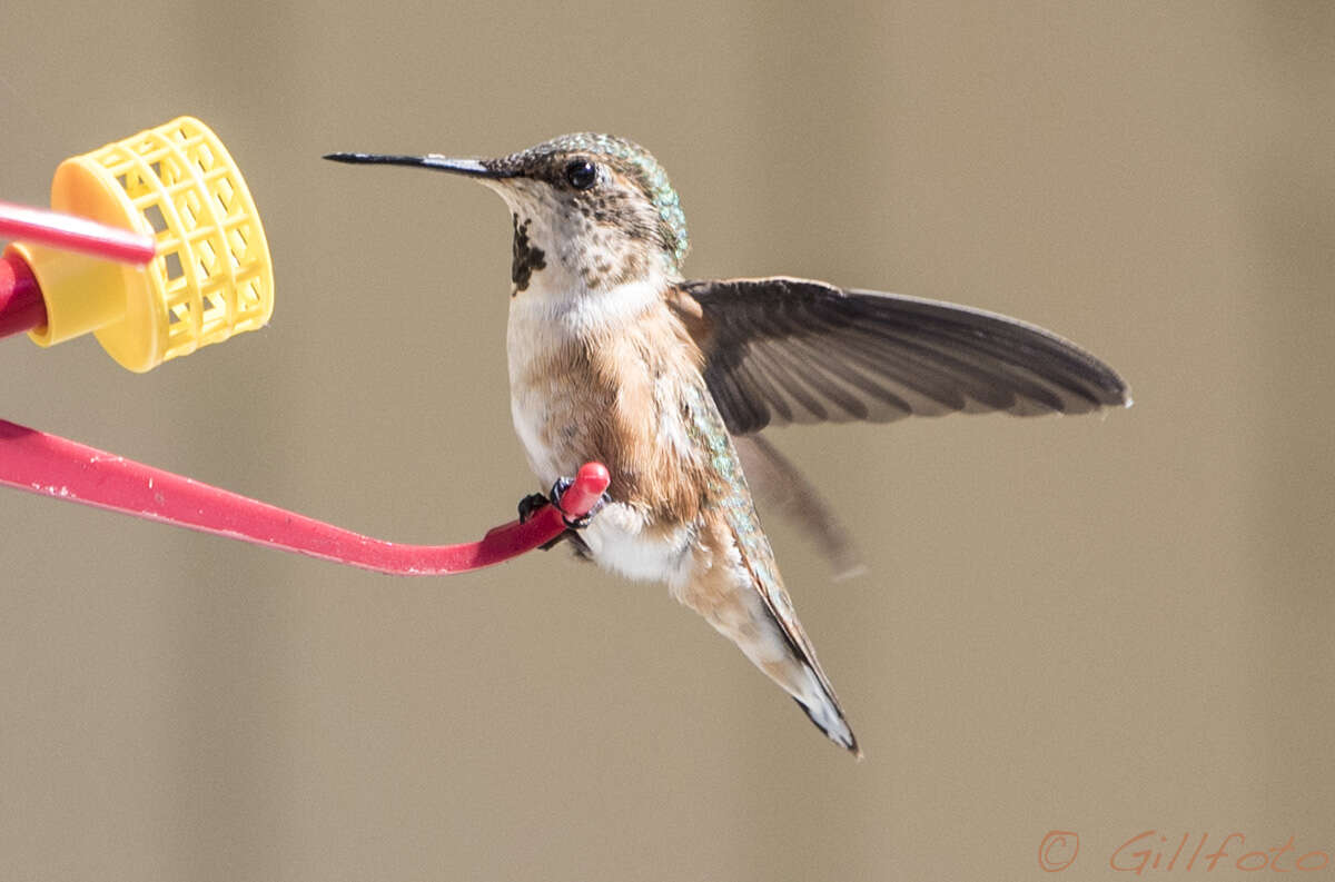 Image de Colibri roux