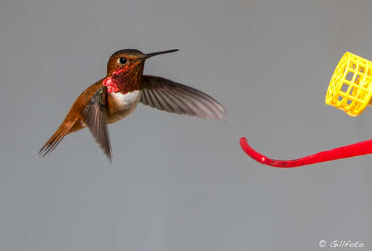 Image de Colibri roux