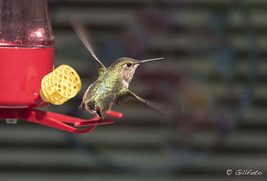 Image de Colibri roux