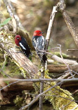 Слика од Sphyrapicus ruber (Gmelin & JF 1788)