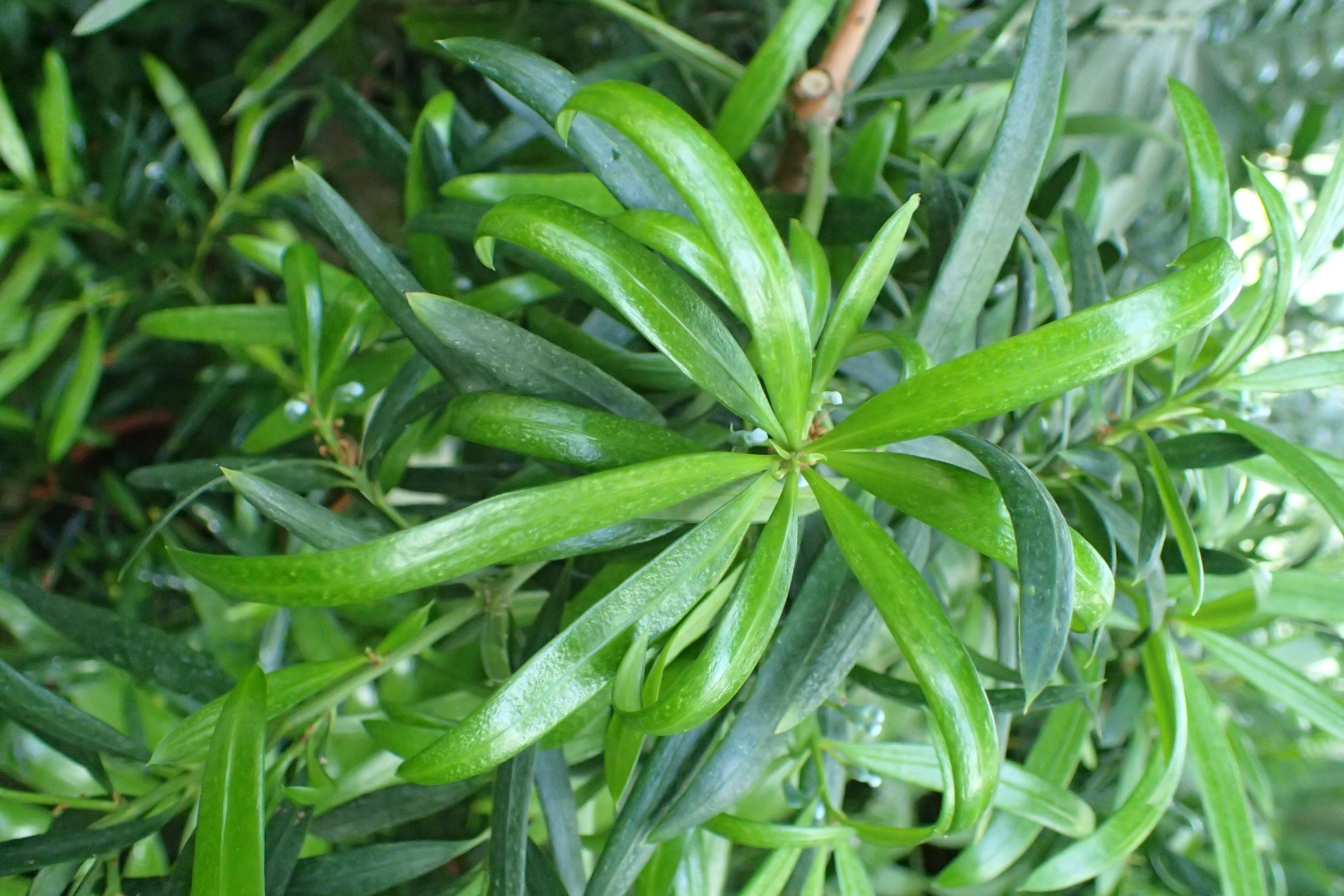 Image of Brown Pine