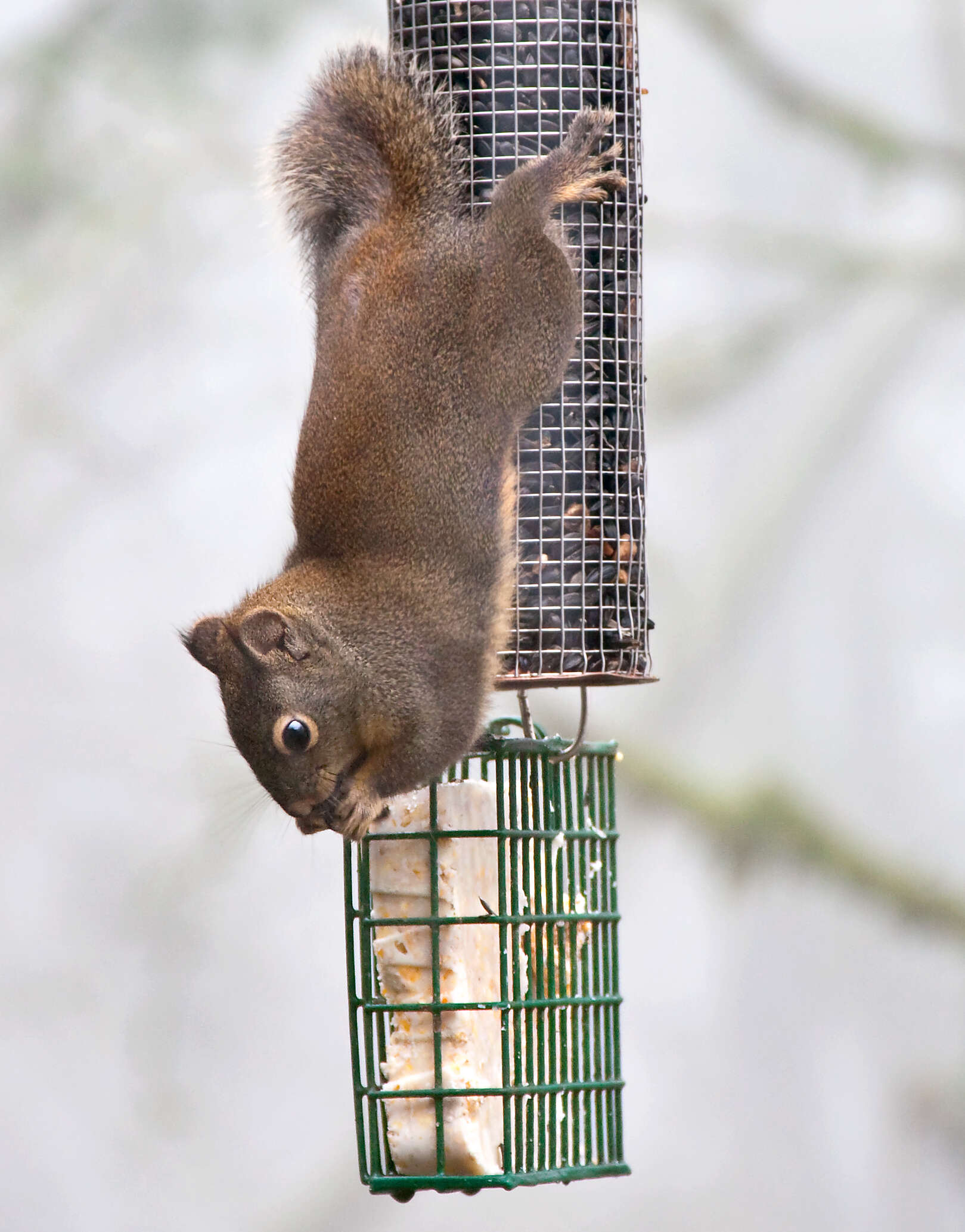 Image of pine squirrel