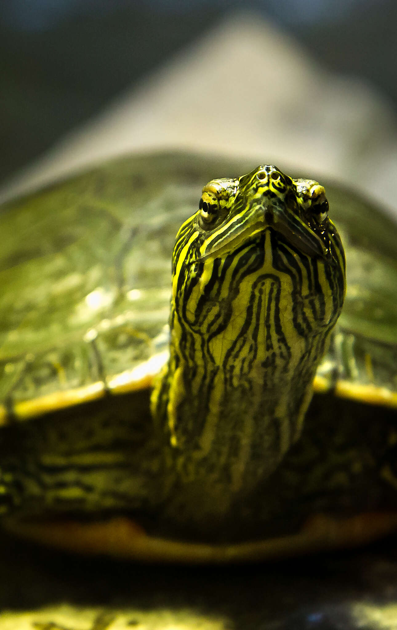 Image of Eastern Painted Turtle