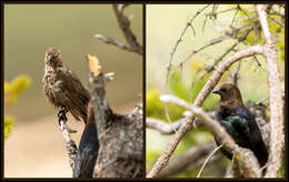 Image of Brown-headed Cowbird