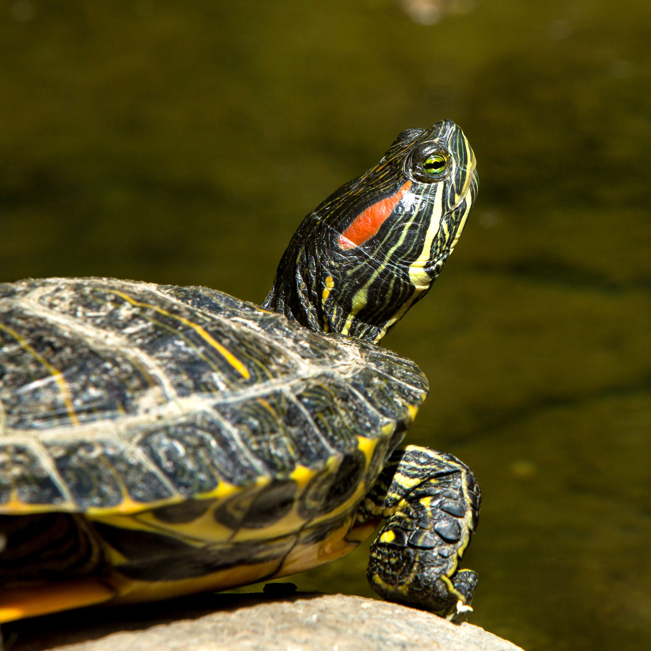 Image of slider turtle, red-eared terrapin, red-eared slider