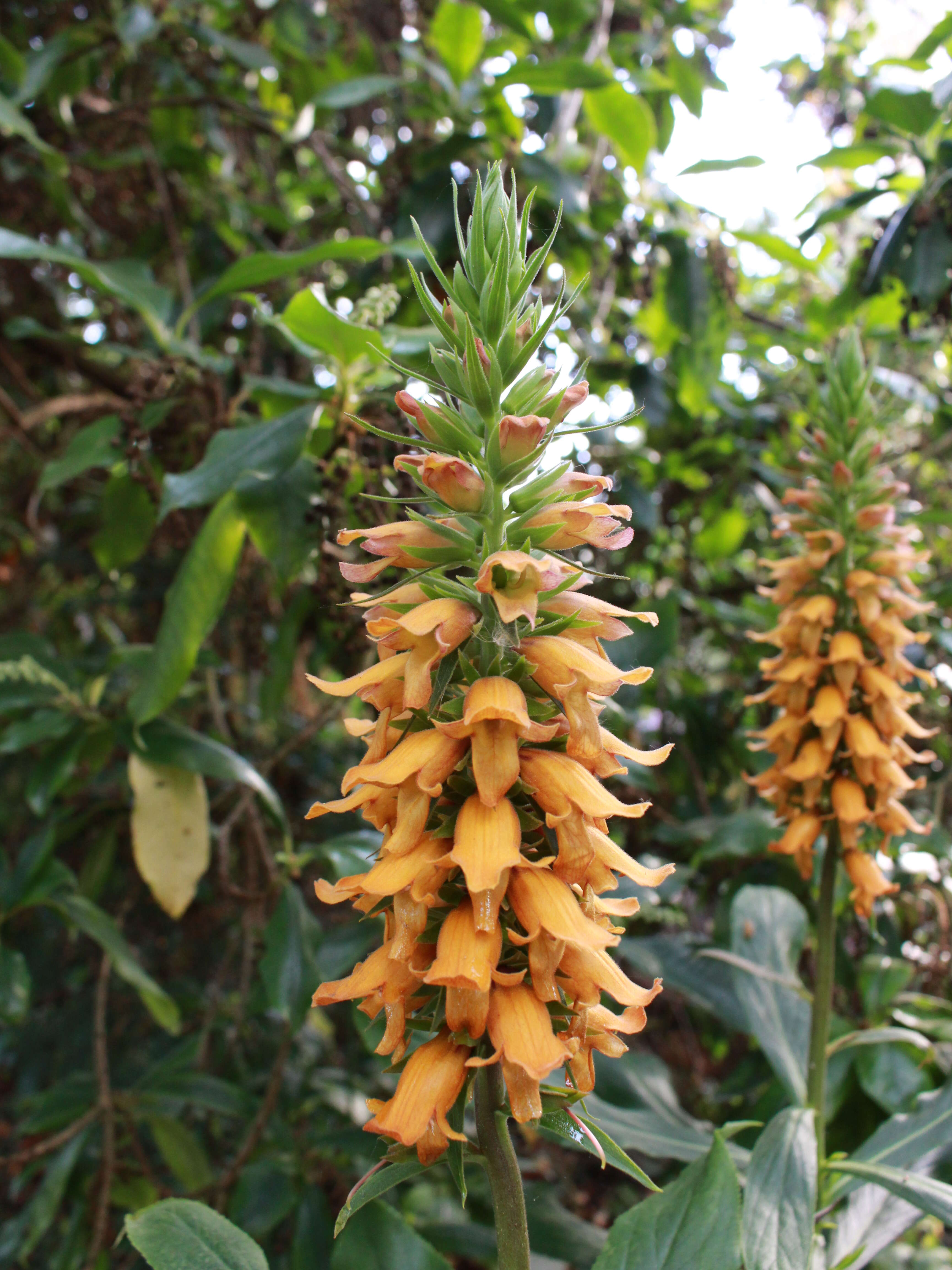 Imagem de Digitalis sceptrum L. fil.