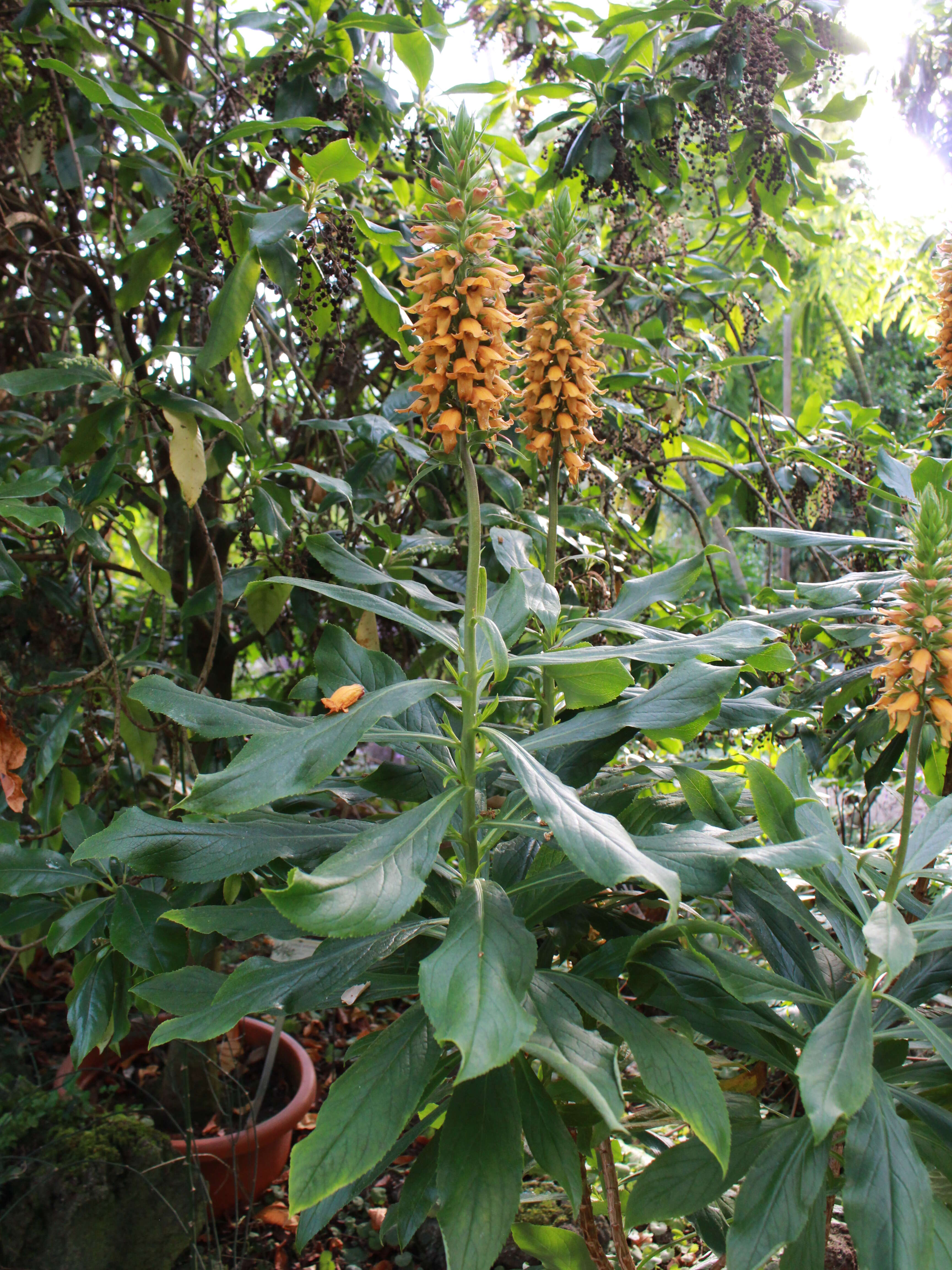 Imagem de Digitalis sceptrum L. fil.