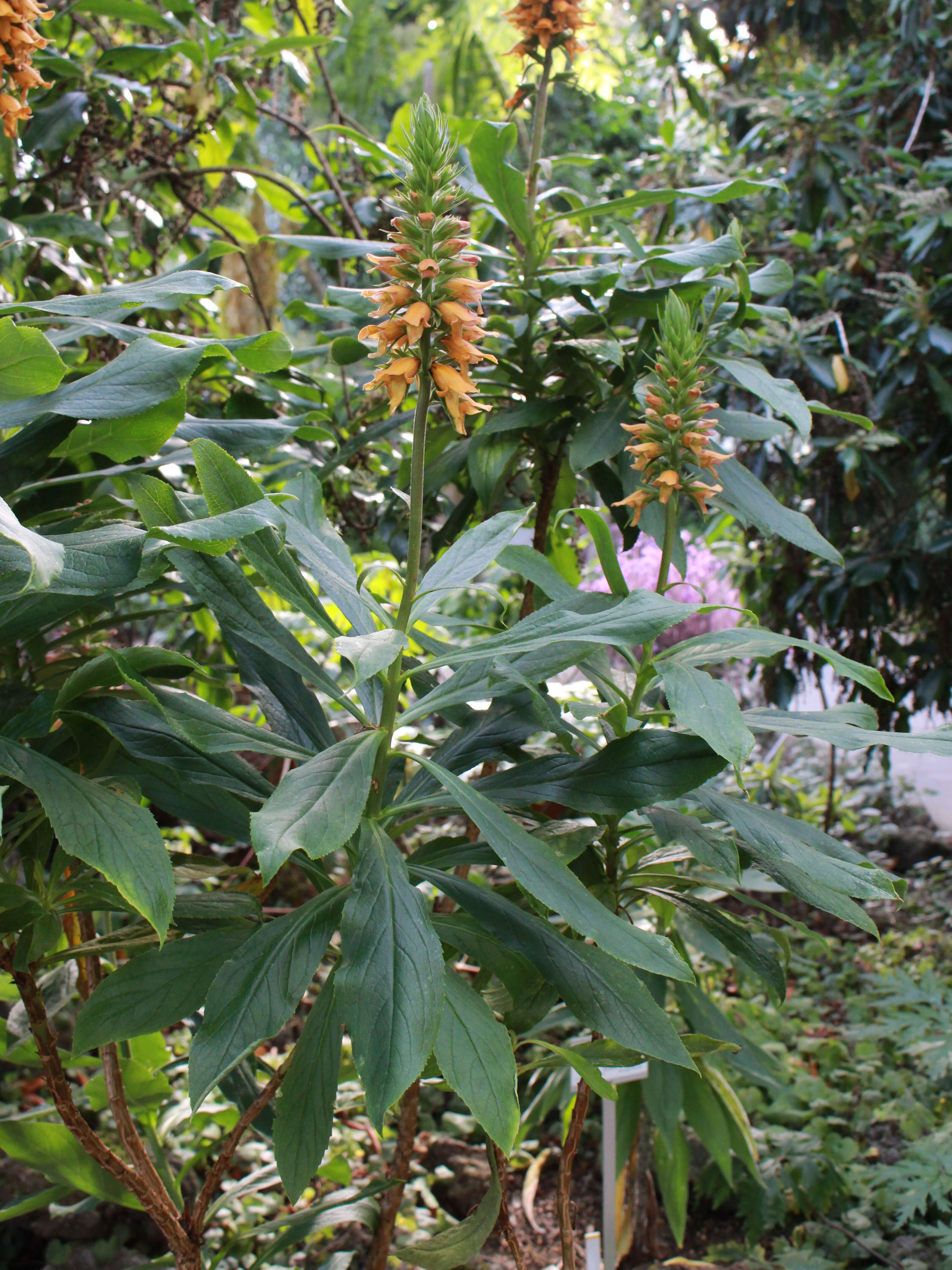 Image de Digitalis sceptrum L. fil.