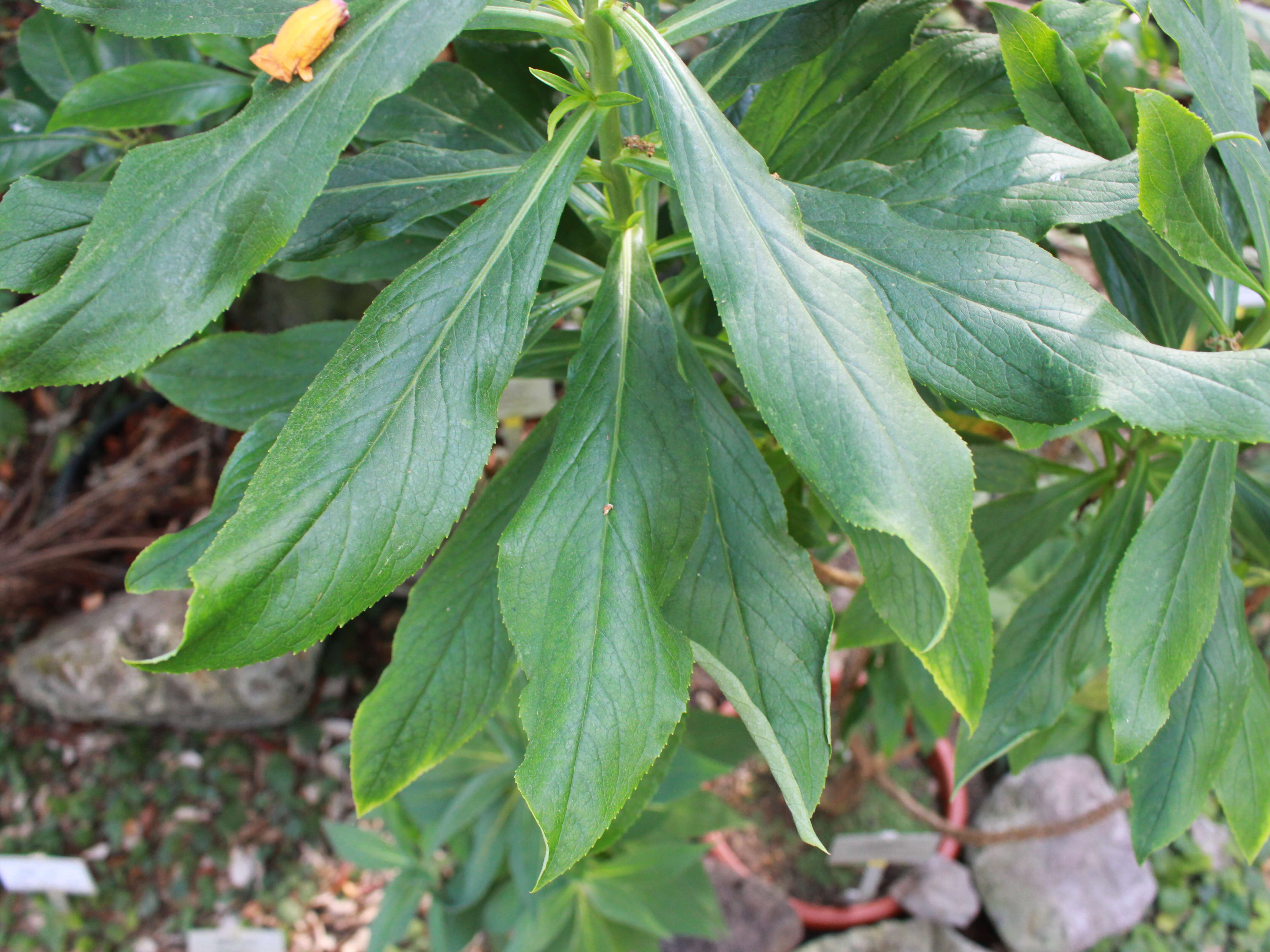 Imagem de Digitalis sceptrum L. fil.