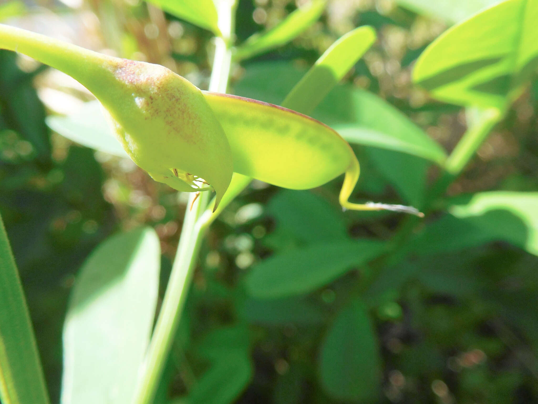 Image de Crotalaria retusa L.