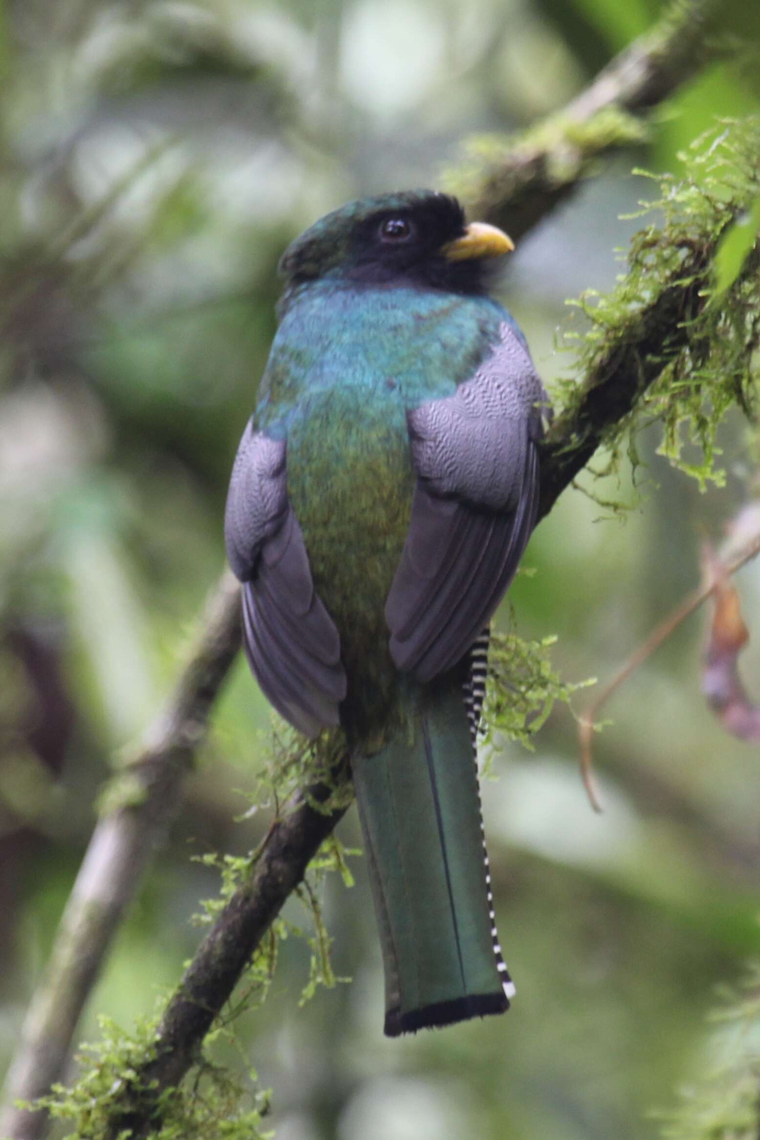 Image of Trogon aurantiiventris