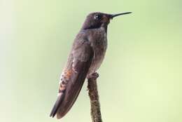 Image of Brown Violet-ear