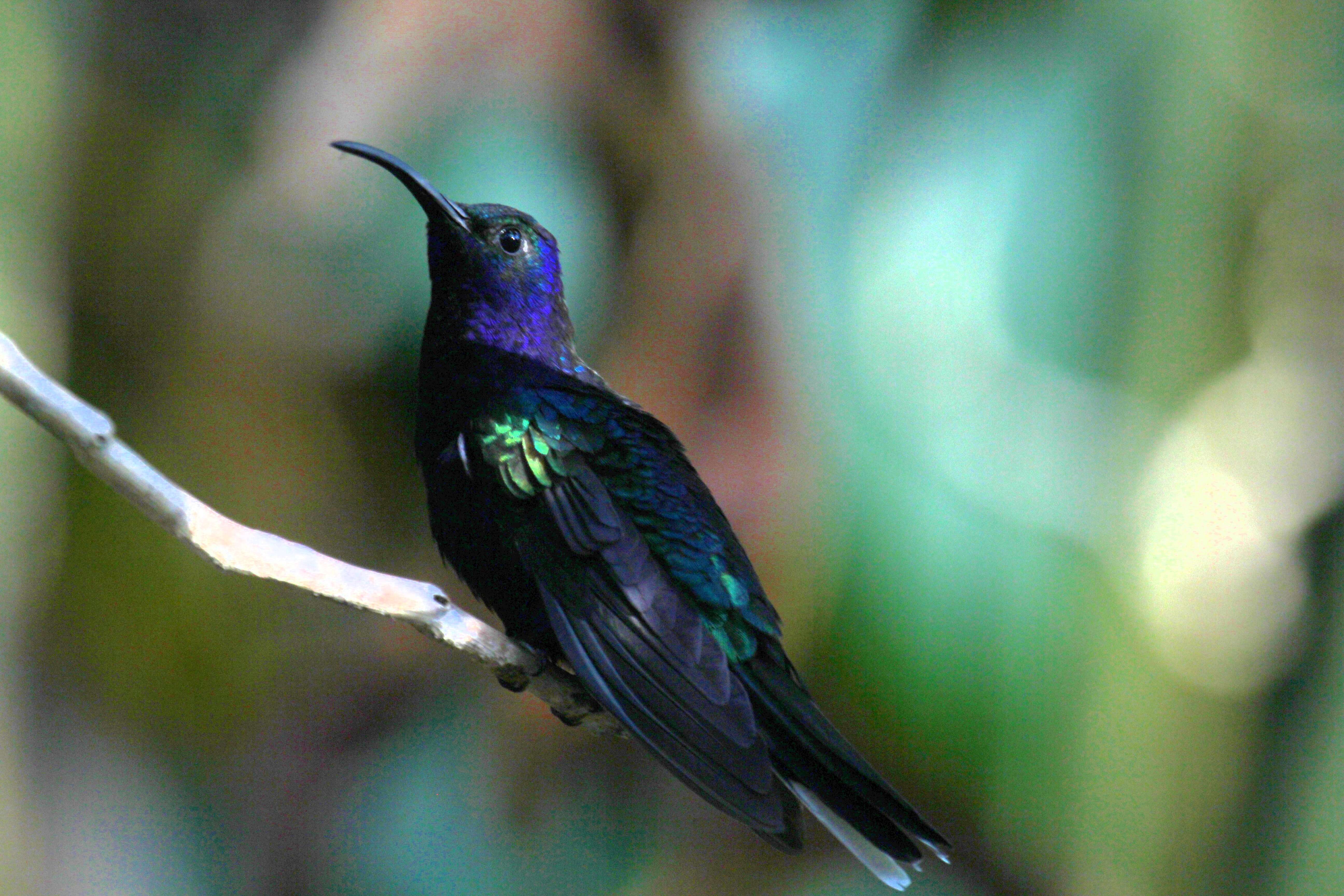 Image of Violet Sabrewing