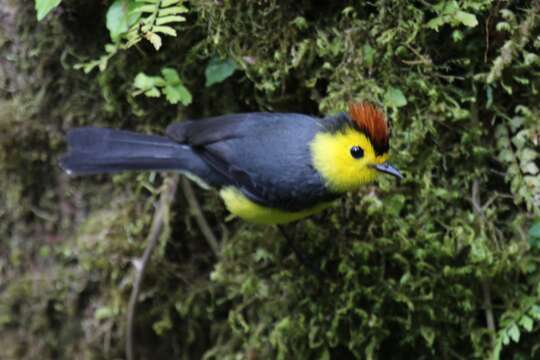 Myioborus torquatus (Baird & SF 1865) resmi