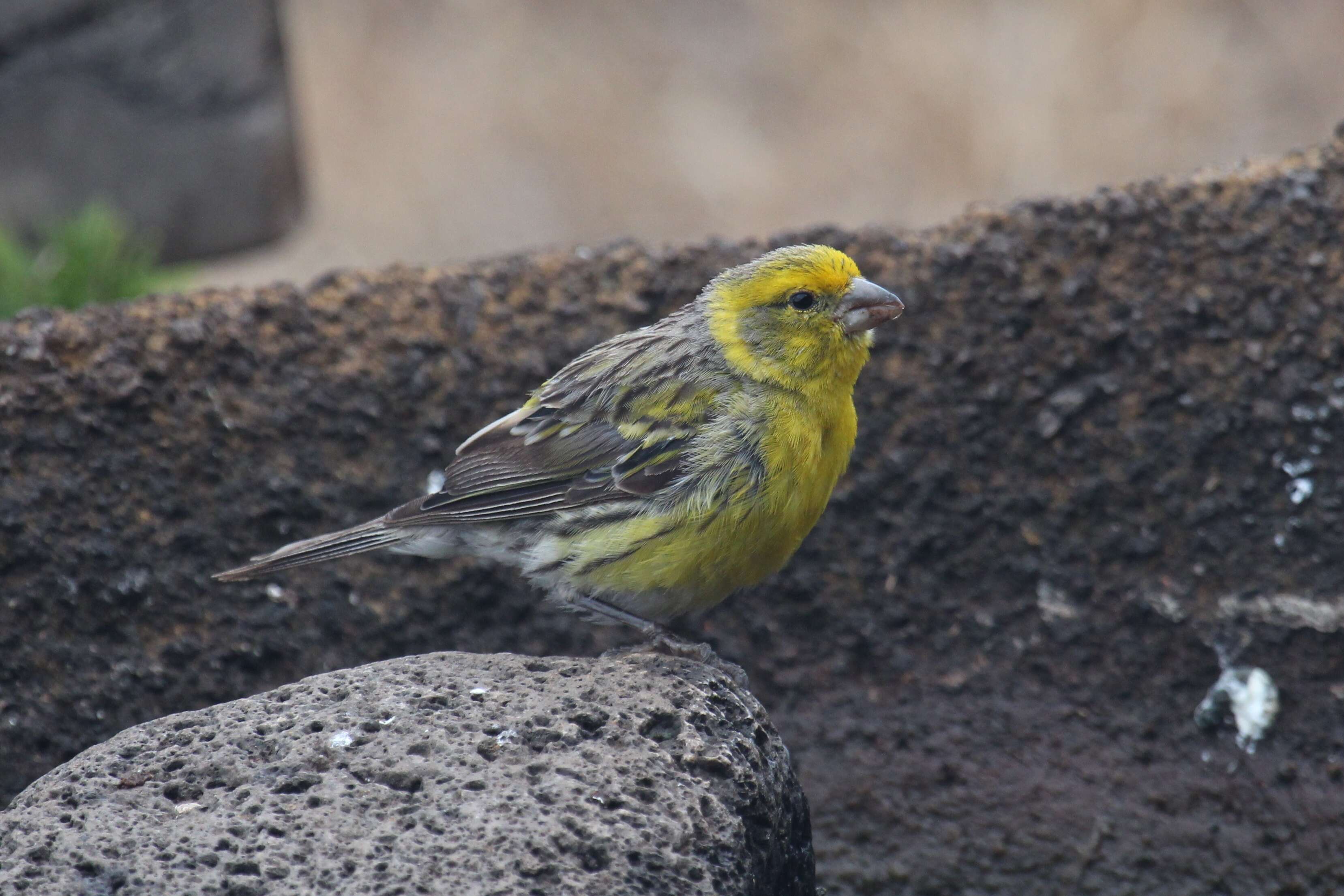 Image of Atlantic Canary