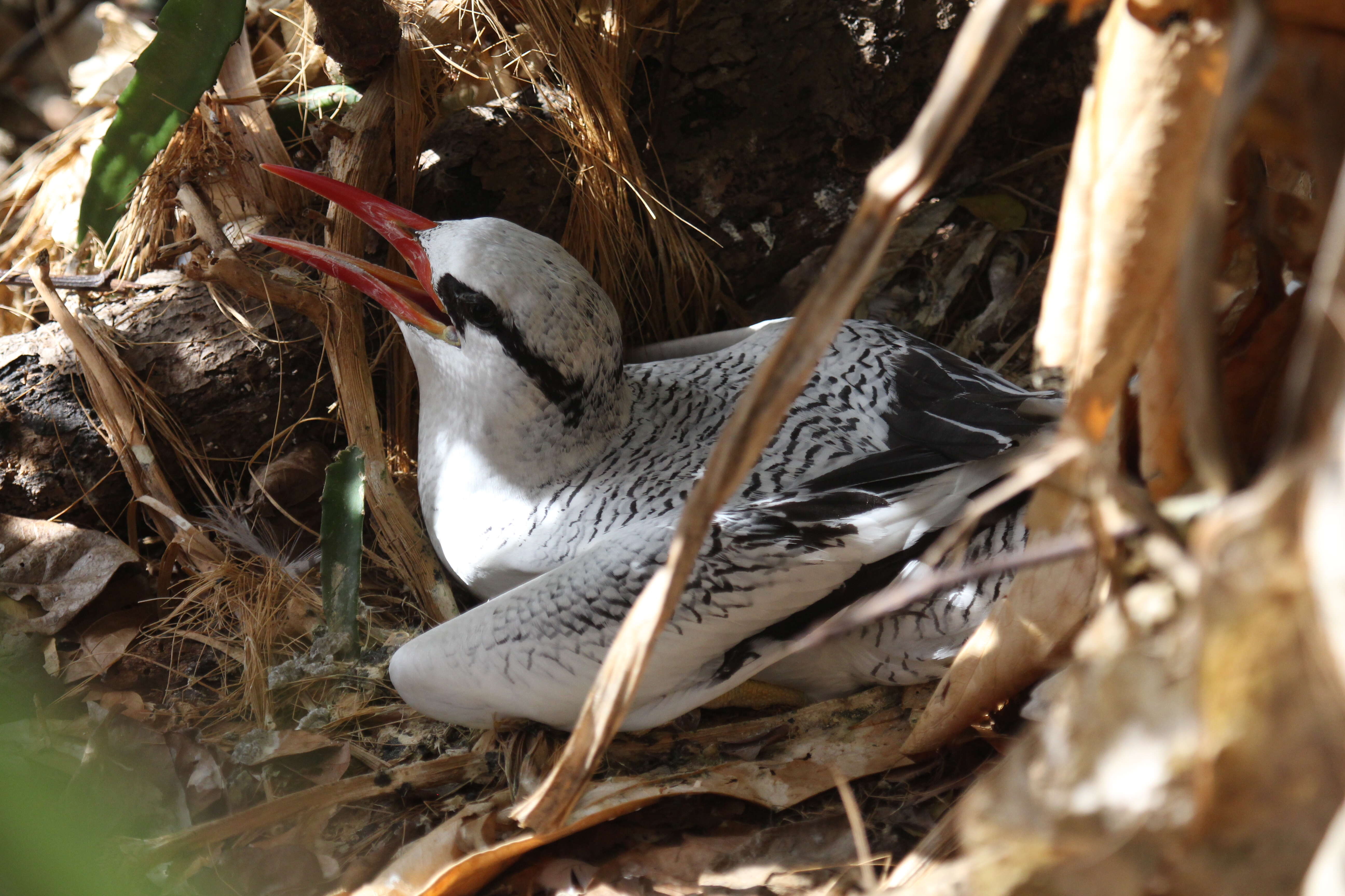 Image of Red-billed Tropicbird