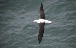 Image of Royal Albatross