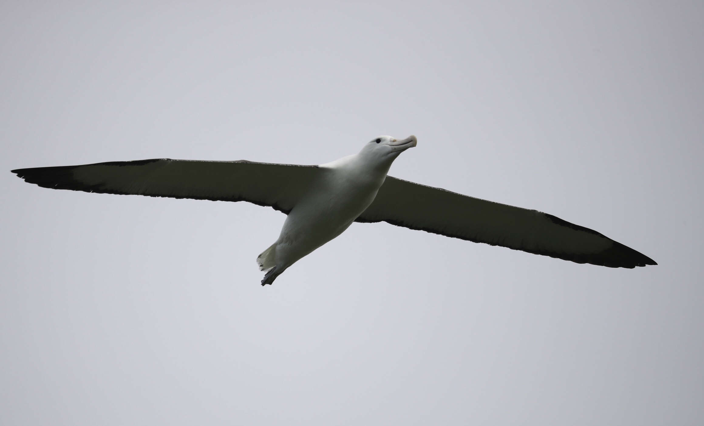 Image of Royal Albatross