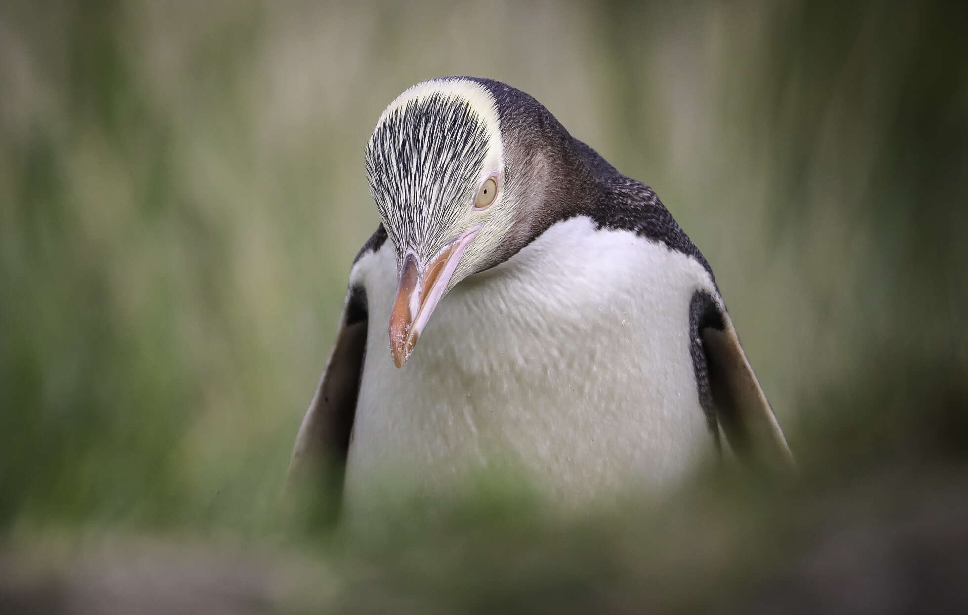 Image of Yellow-eyed Penguins