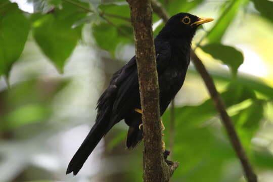 Plancia ëd Turdus flavipes Vieillot 1818