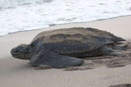 Image of Leatherback sea turtle