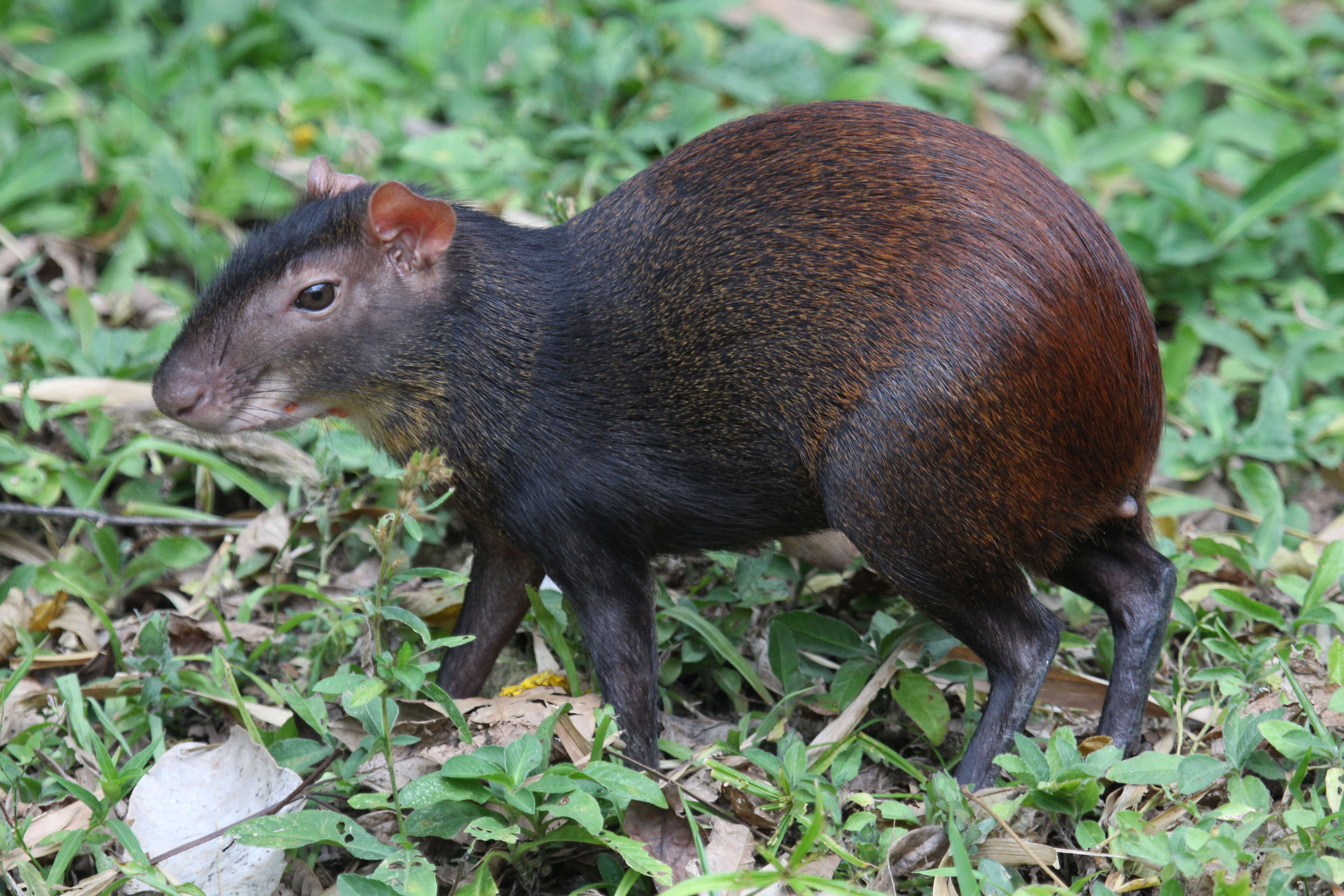 Image of Brazilian Agouti