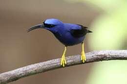 Image of Purple Honeycreeper