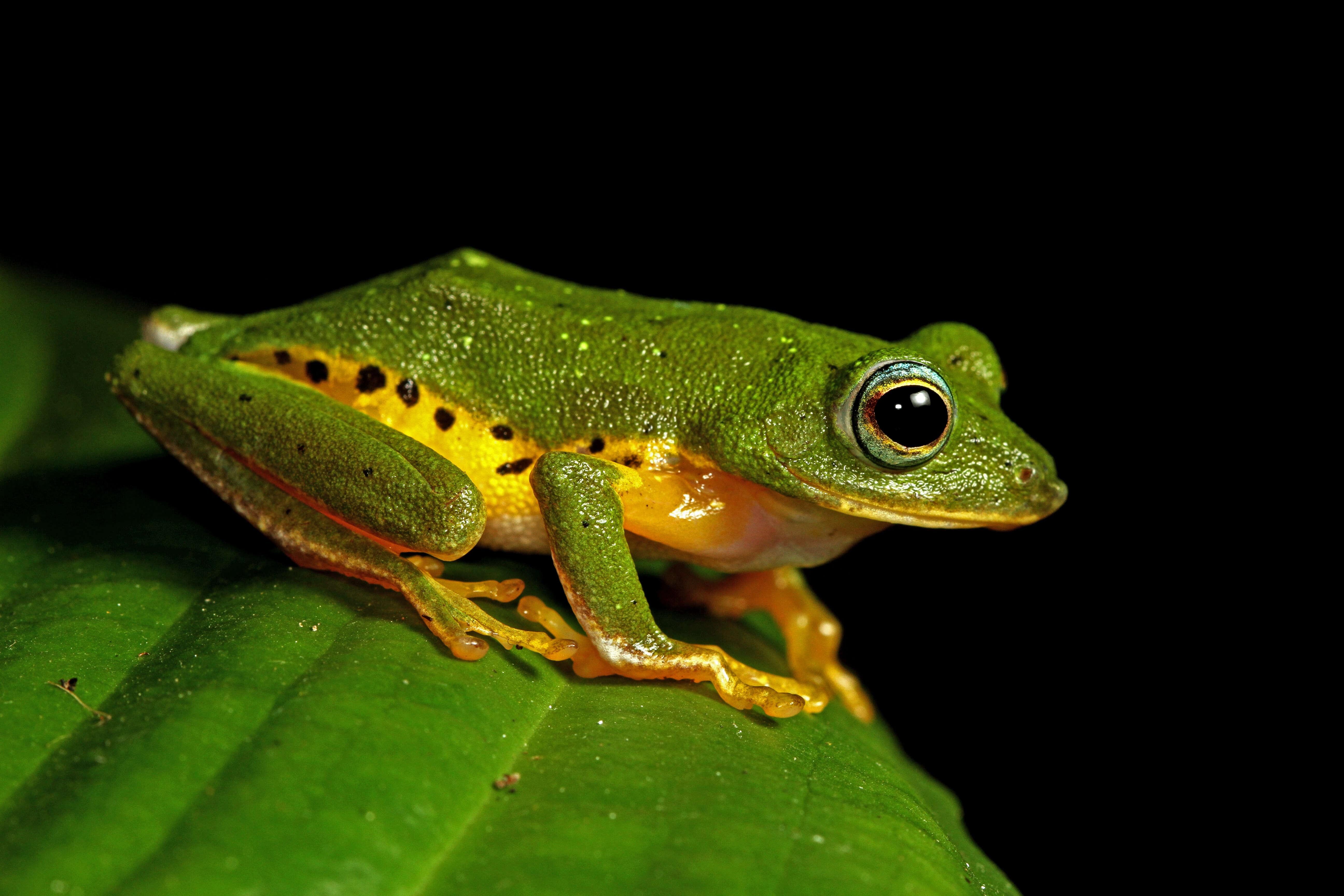 Image of Myristica Swamp Treefrog