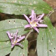 Image of toad lily