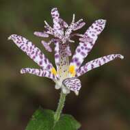 Image of toad lily