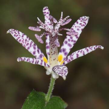 Image of toad lily