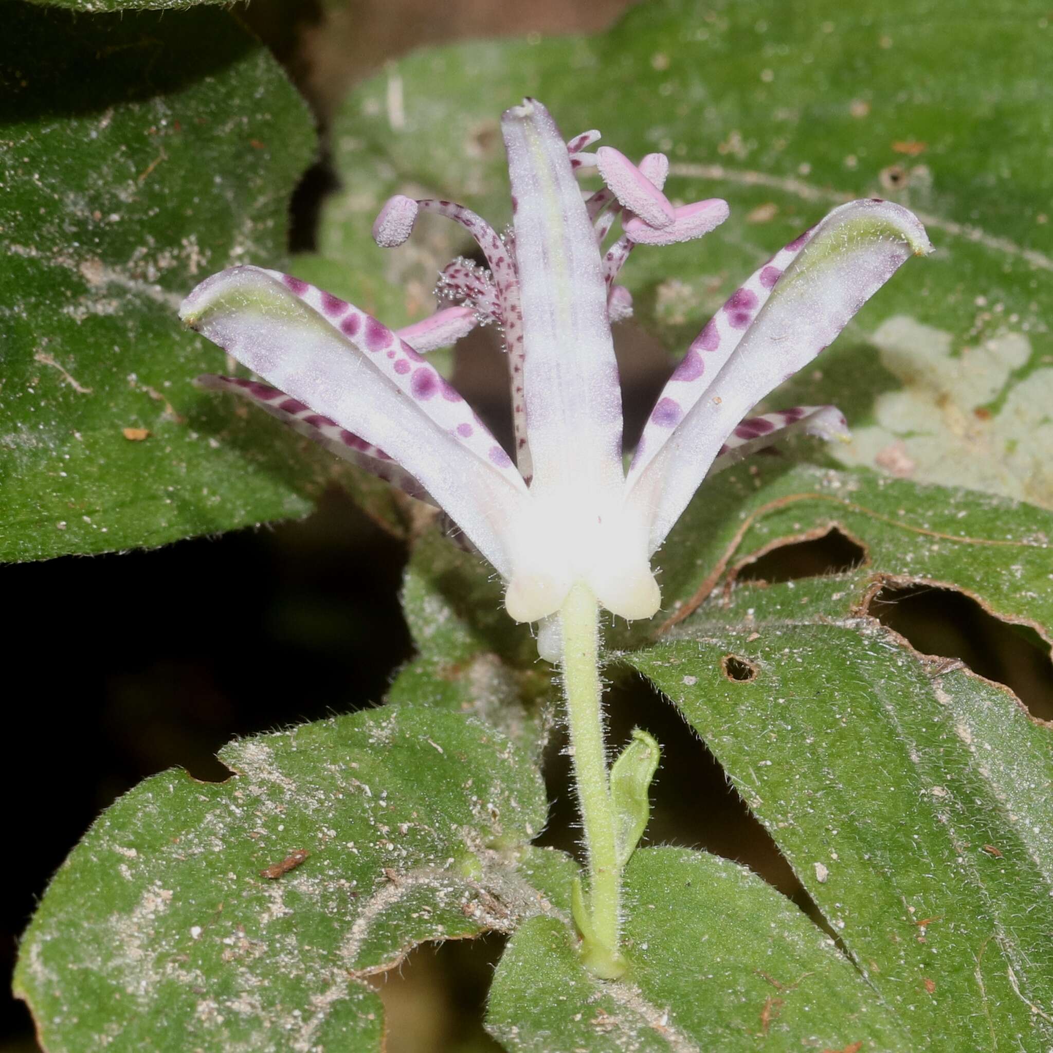 Image of toad lily