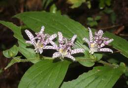 Image of toad lily