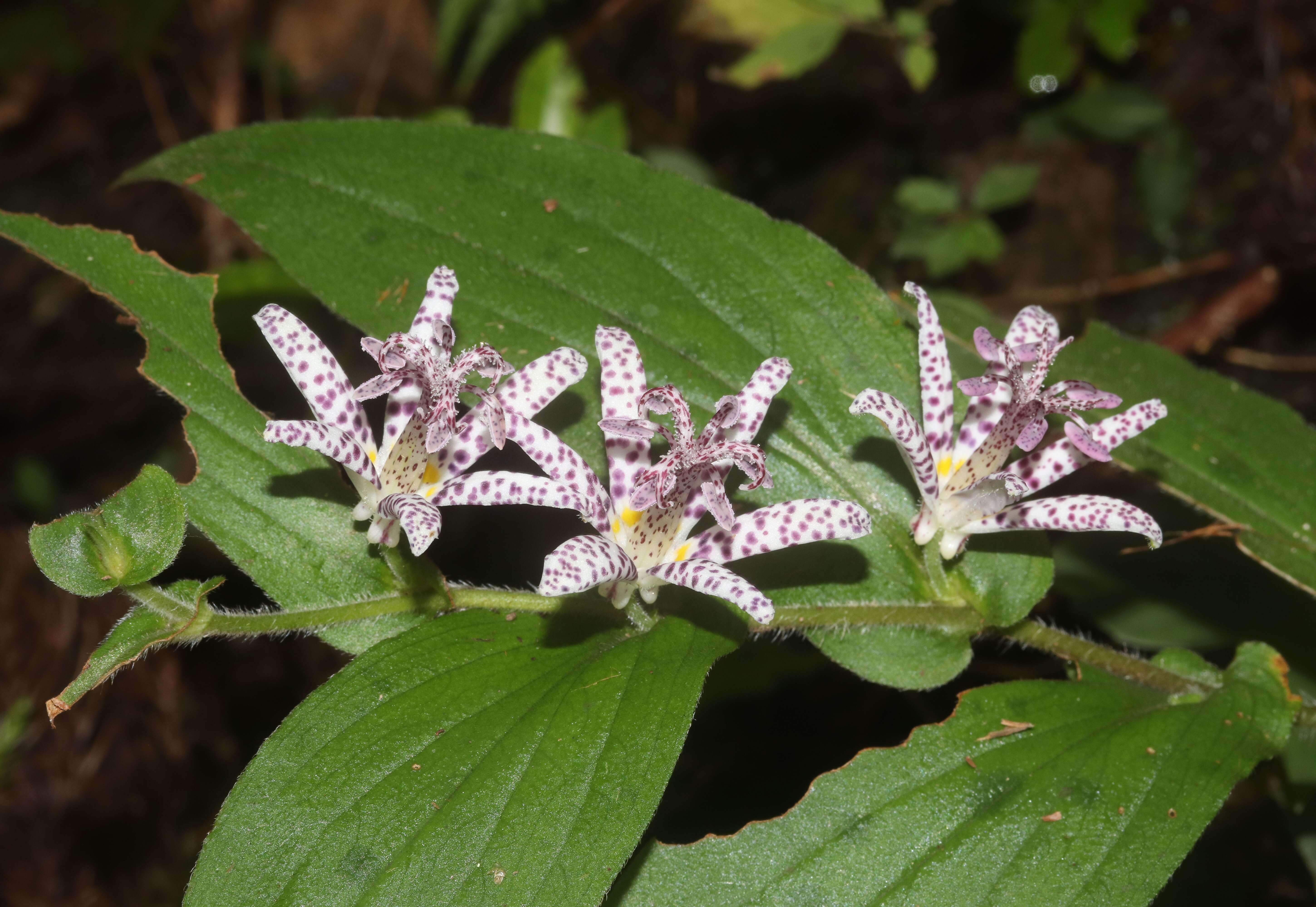 Image of toad lily