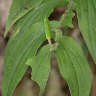 Image of toad lily